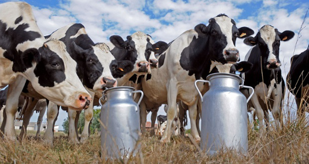 Süt Sığırlarının Beslenmesi